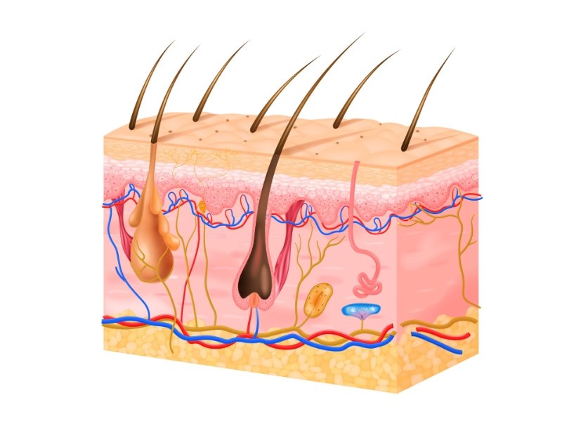 Skin and Hair Consultation Form